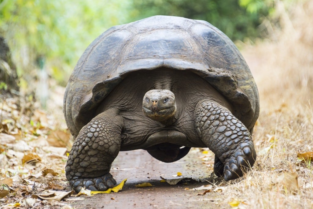 Giant tortoise in El Chato Tortoise Reserve, Galapagos islands (Ecuador ...