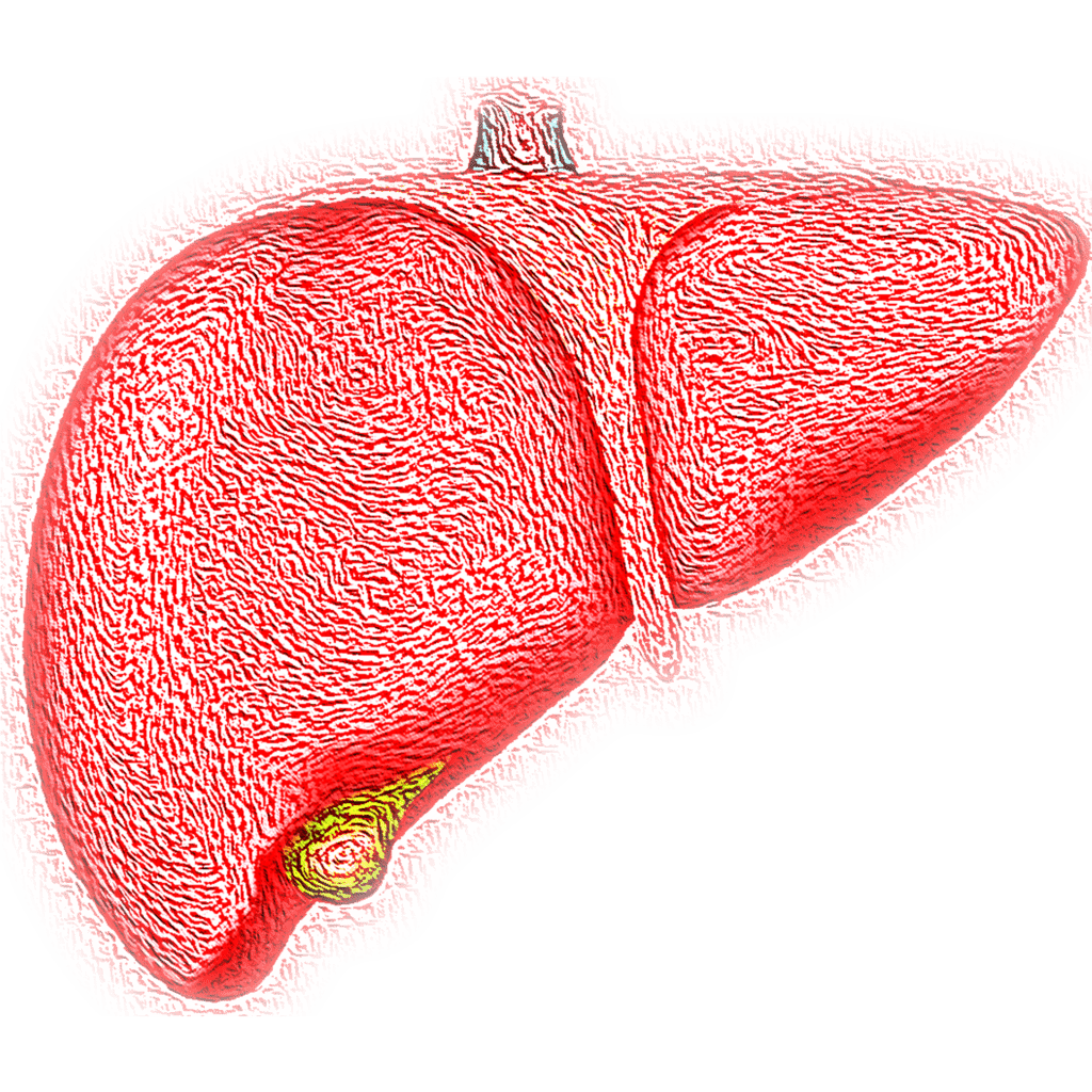Liver Cancer 6 Causes & 10 Symptoms Jay Harold